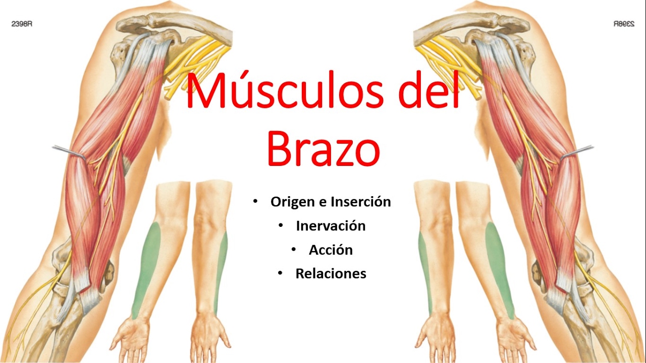 tabla de musculos origen insercion inervacion y accion pdf